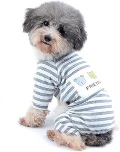 Mejores accesorios para acompañar los pijamas de tu perro
