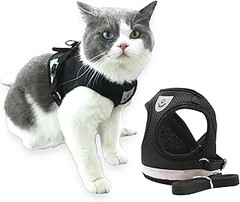 Consejos para que tu gato grande acepte el uso del arnés