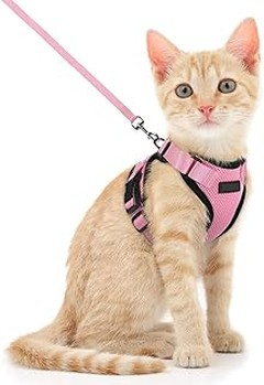 Guía para elegir el arnés perfecto para tu gato pequeño o gatito