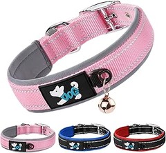 Guía práctica para colocar el collar a tu perro pequeño de forma segura