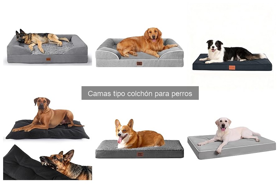 6 Errores Comunes al Elegir Camas Tipo Colchón para Perros