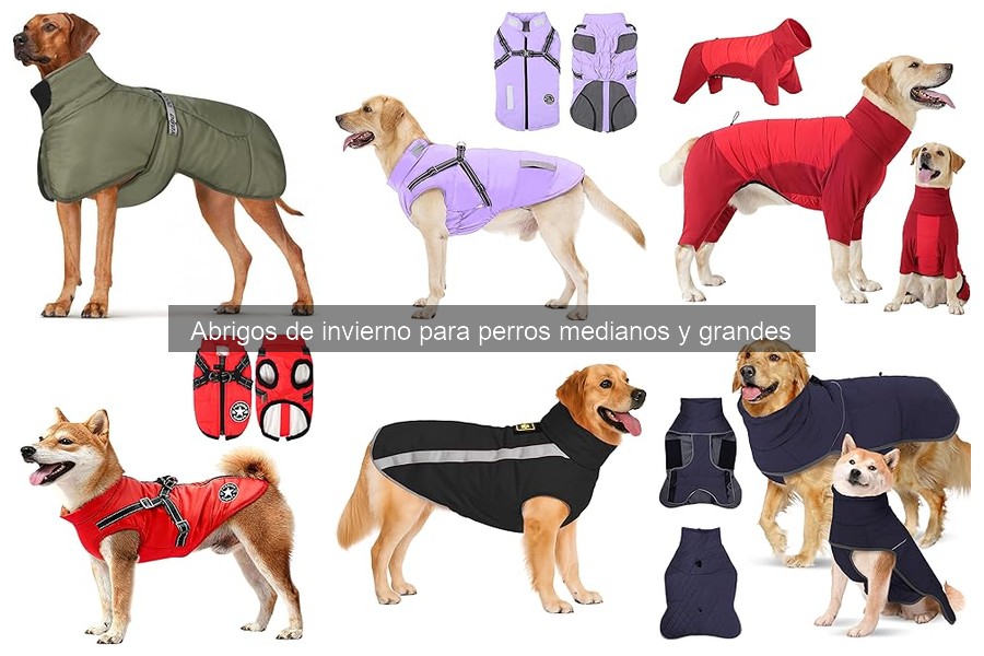 Abrigos de Invierno para Perros Especiales: Comodidad y Calidez