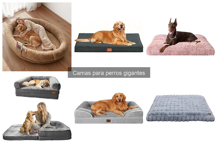 Alternativas a las camas para perros gigantes: opciones cómodas