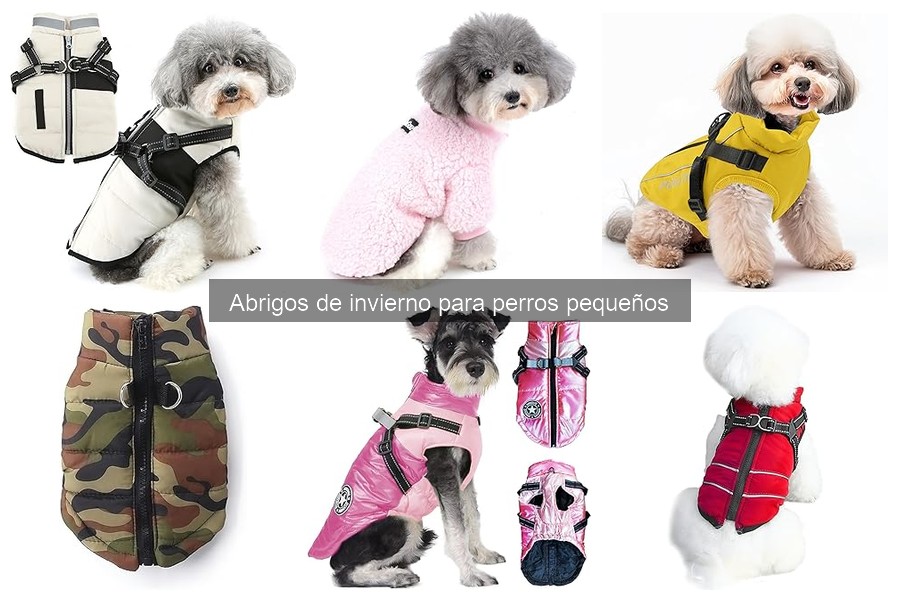 Alternativas a los abrigos de invierno para perros pequeños