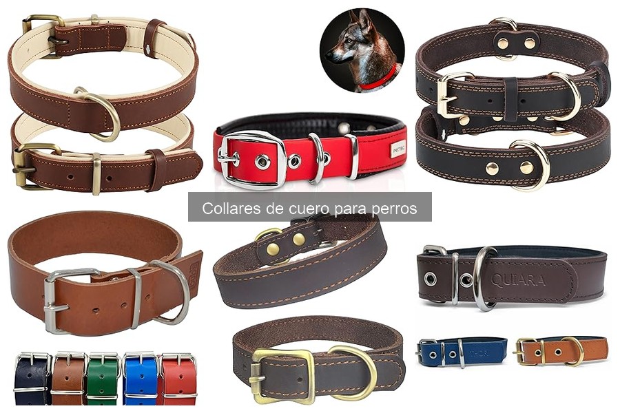 Alternativas a los Collares de Cuero para Perros: Guía Práctica