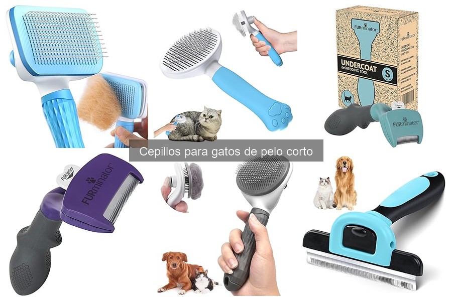 Beneficios de cepillar a tu gato de pelo corto