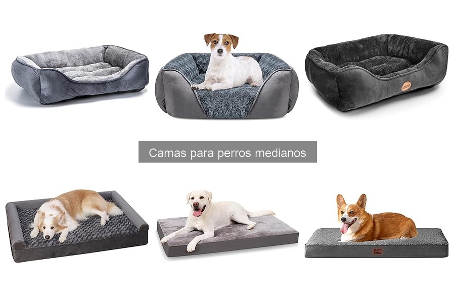 Beneficios de la cama elevada para perros medianos