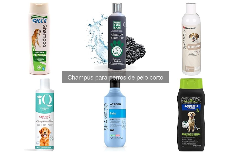 Beneficios de los champús para perros de pelo corto