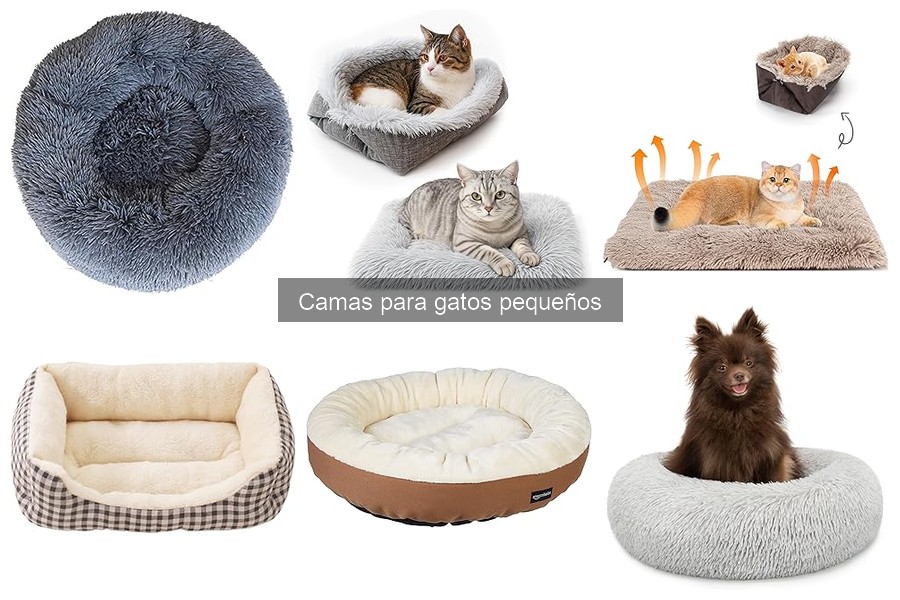 Camas para gatos pequeños: ¿ayudan en el entrenamiento?