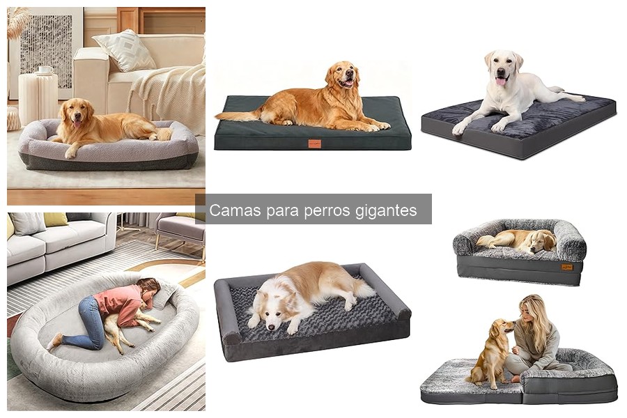 Camas para Perros Gigantes: Climas Fríos y Calurosos