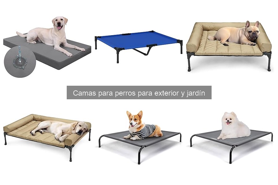 Cambiar la cama de mi perro: signos y beneficios