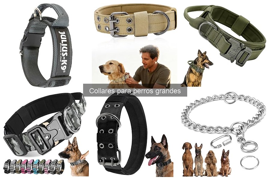 Características esenciales del collar para perro grande anciano