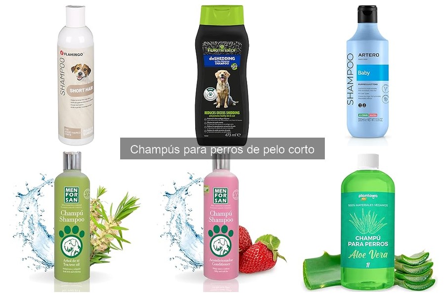 Champús económicos para perros de pelo corto que debes probar