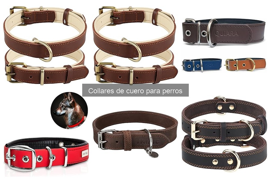 Collares de cuero: ¿son adecuados para perros que tiran?