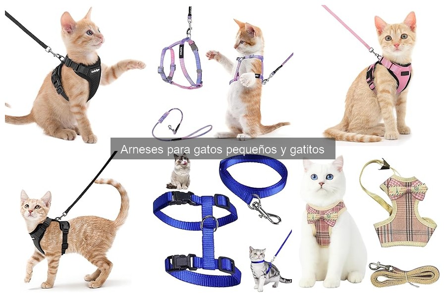 Cómo acostumbrar a tu gato a usar un arnés fácilmente