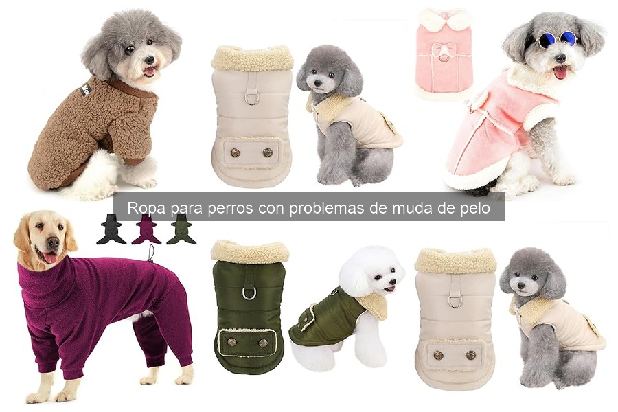 Cómo acostumbrar a tu perro a usar ropa para la muda de pelo