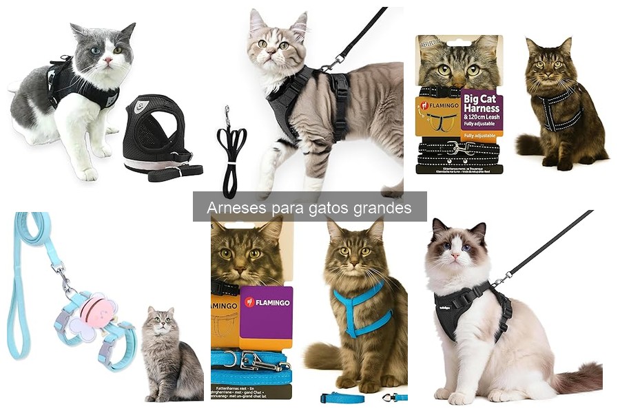Cómo acostumbrar a un gato grande a usar un arnés sin estrés