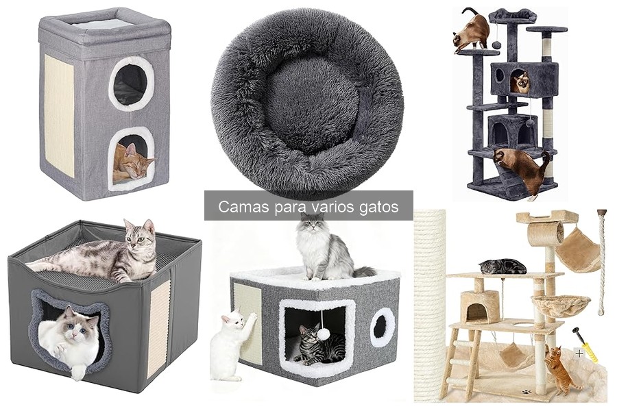 Cómo adaptar camas para varios gatos: consejos prácticos