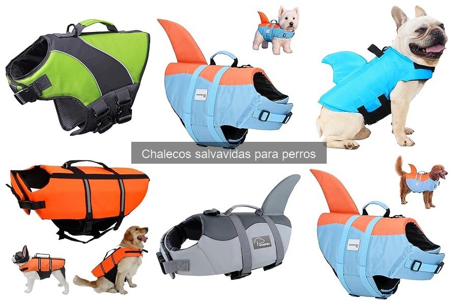 Cómo ayudar a tu perro con miedo al agua y chalecos salvavidas
