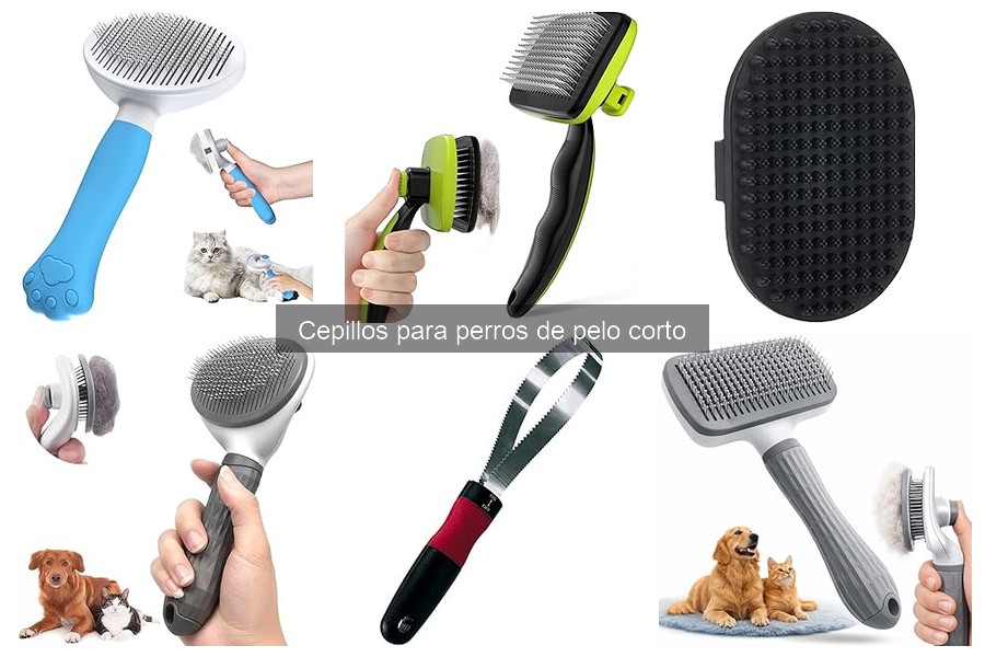 Cómo Cepillar a un Perro de Pelo Corto: Guía Práctica