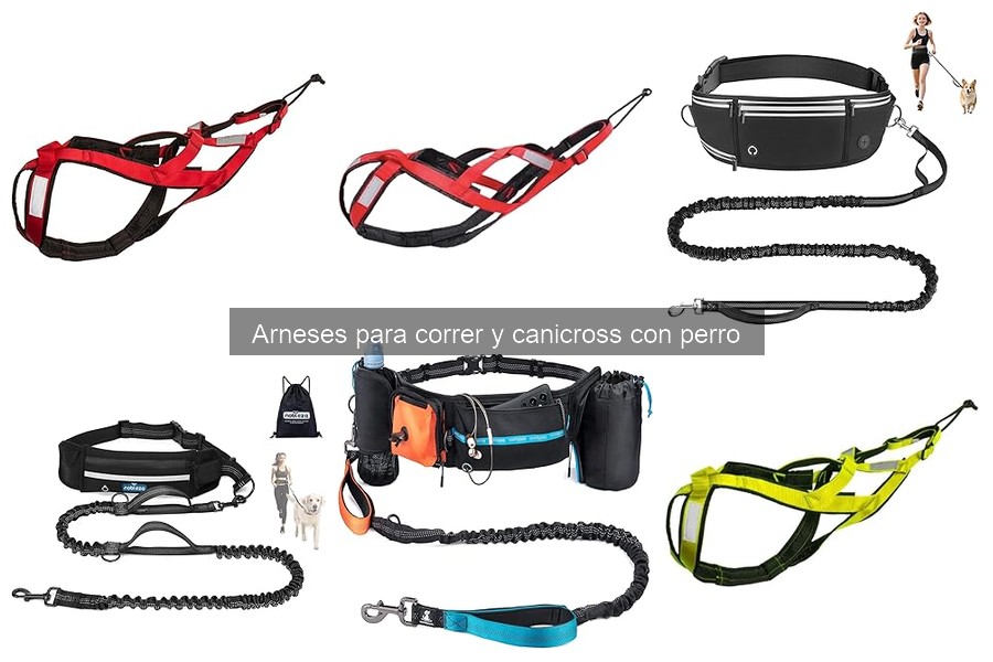 Cómo cuidar y mantener el arnés para correr con perro