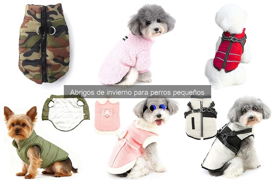 Cómo elegir el abrigo de invierno para perros pequeños