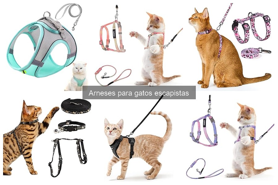 Cómo elegir el arnés adecuado para tu gato escapista