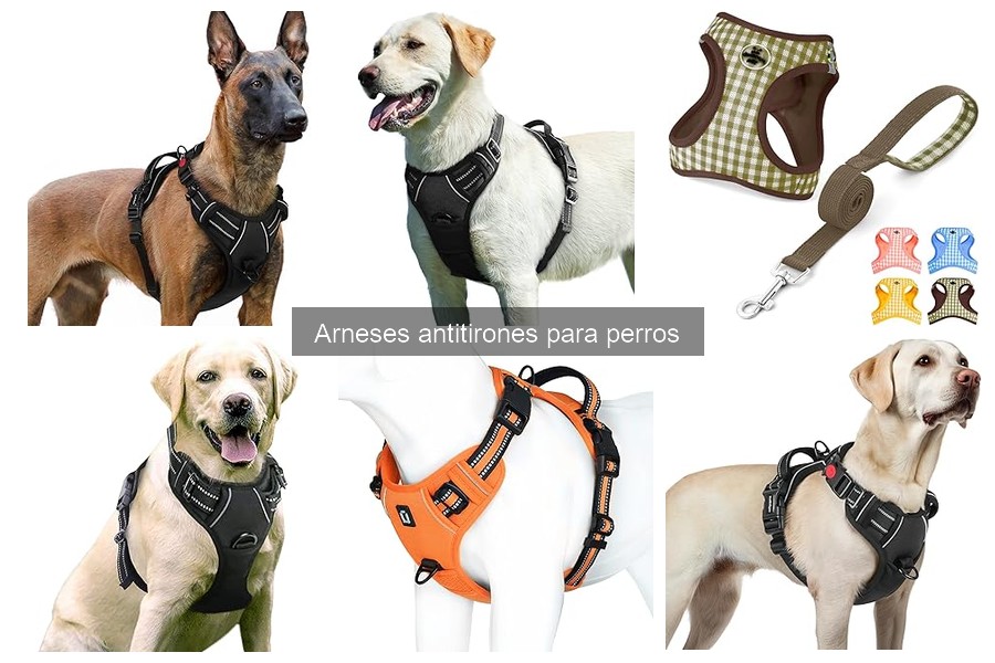 Cómo elegir el arnés antitirones ideal para tu perro
