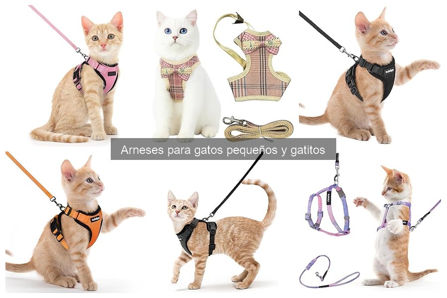 Cómo elegir el arnés ideal para gatos pequeños y gatitos