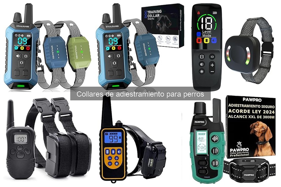 Cómo elegir el collar de adiestramiento para tu perro
