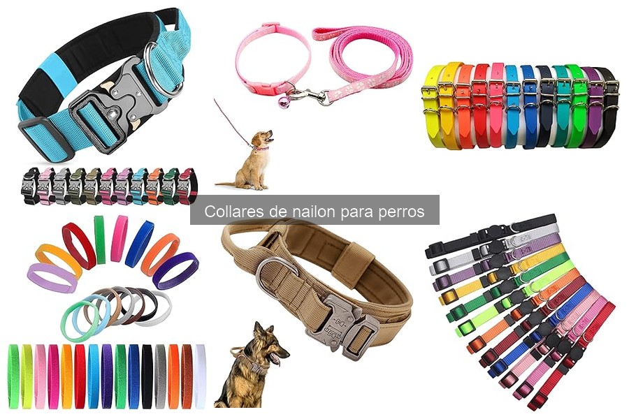 Cómo elegir el collar de nailon ideal para tu perro