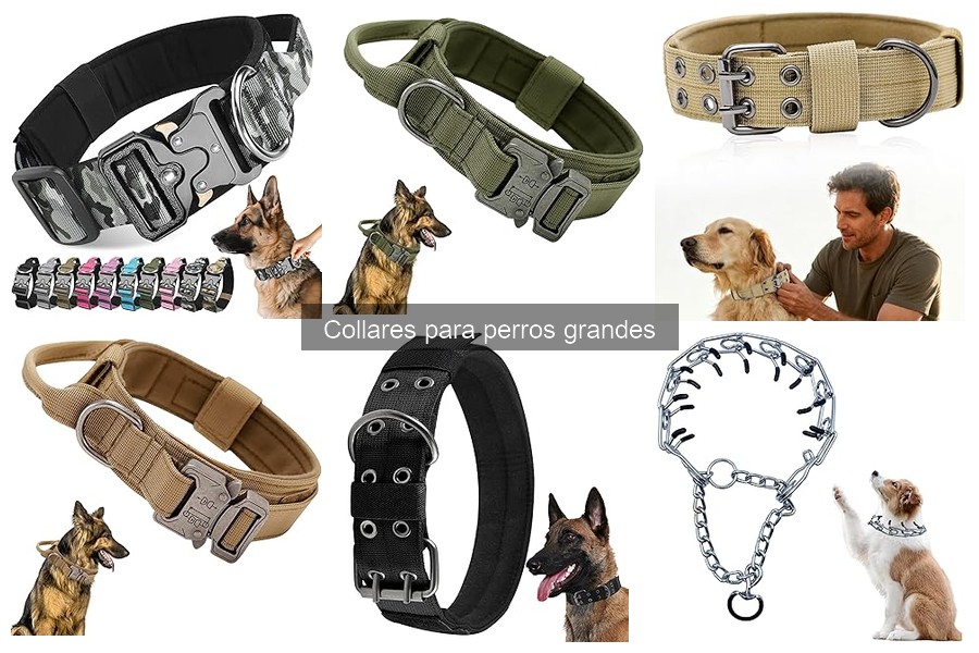 Cómo elegir el collar ideal para perros grandes