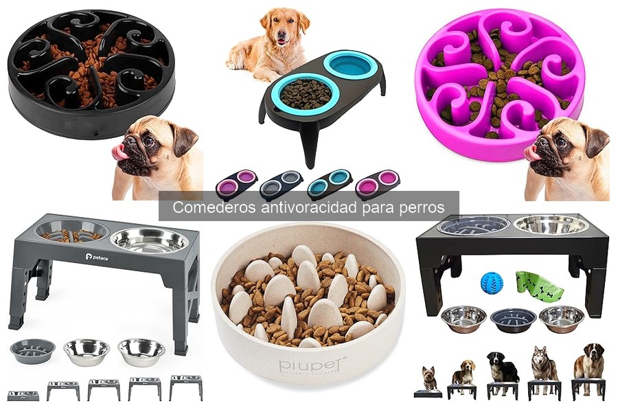 Cómo elegir el comedero antivoracidad para tu perro