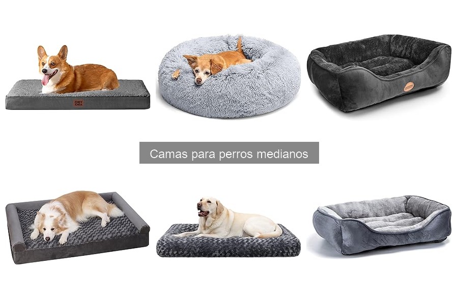 Cómo elegir la cama ideal para perros medianos