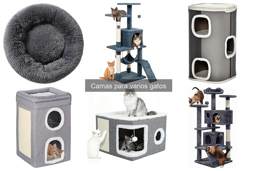Cómo elegir la cama perfecta para varios gatos