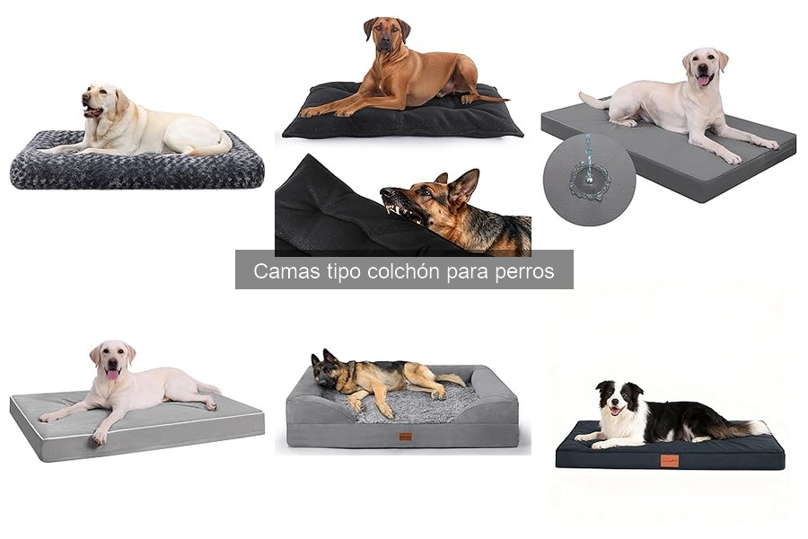 Cómo elegir la mejor cama tipo colchón para perros