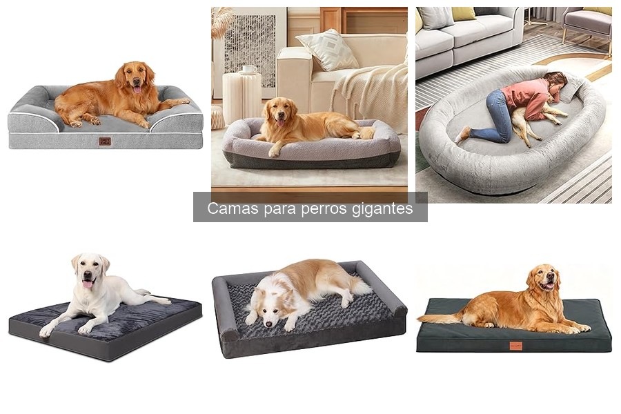 Cómo elegir una cama para perros gigantes de buena calidad