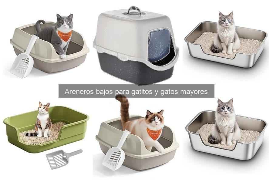 Cómo enseñar a tu gato a usar un arenero bajo fácilmente