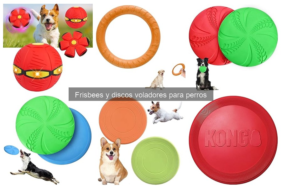 Cómo enseñar a tu perro a atrapar un frisbee fácil y rápido