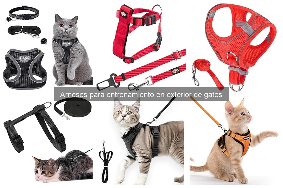 Cómo entrenar a tu gato a pasear con arnés de forma efectiva