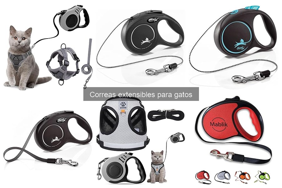 Cómo entrenar a tu gato a usar una correa extensible