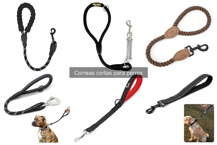 Cómo entrenar a tu perro a usar una correa corta