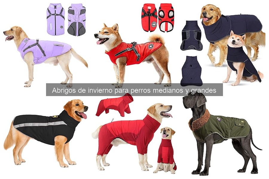 Cómo lavar y cuidar abrigos de invierno para perros