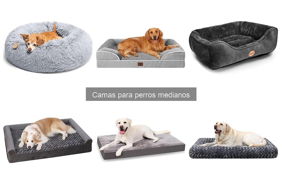 Cómo lavar y mantener una cama para perro mediano