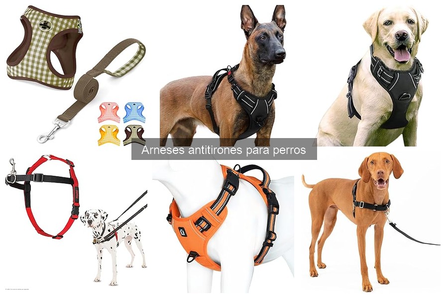 Cómo poner correctamente un arnés antitirones a tu perro