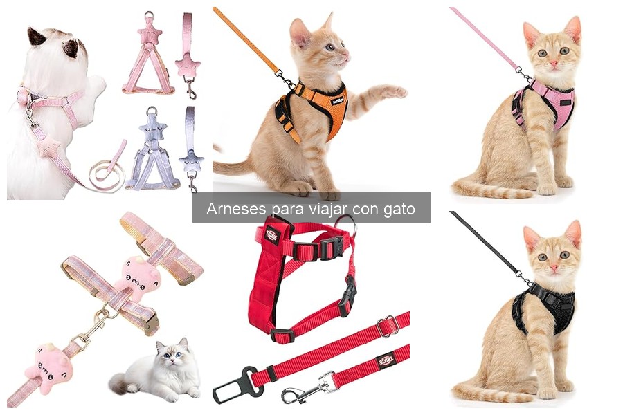 Cómo Poner un Arnés a un Gato: Guía Paso a Paso
