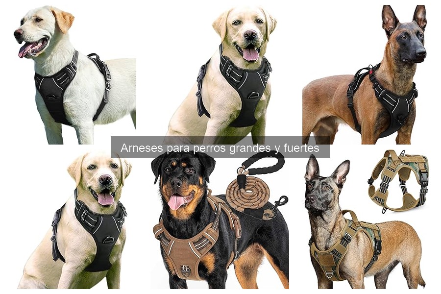 Cómo poner un arnés a un perro grande correctamente