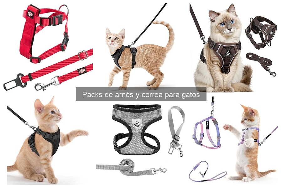 Cómo poner un arnés y correa a tu gato fácilmente