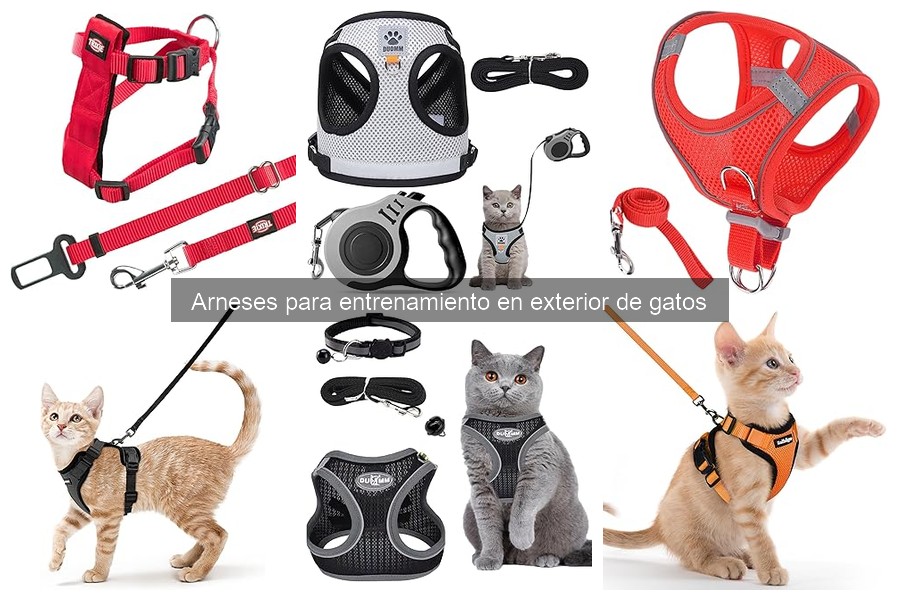 Cómo ponerle un arnés a un gato: pasos y consejos