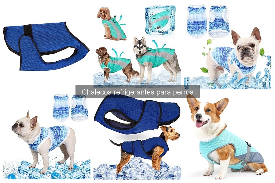 Cómo usar correctamente un chaleco refrigerante para perros